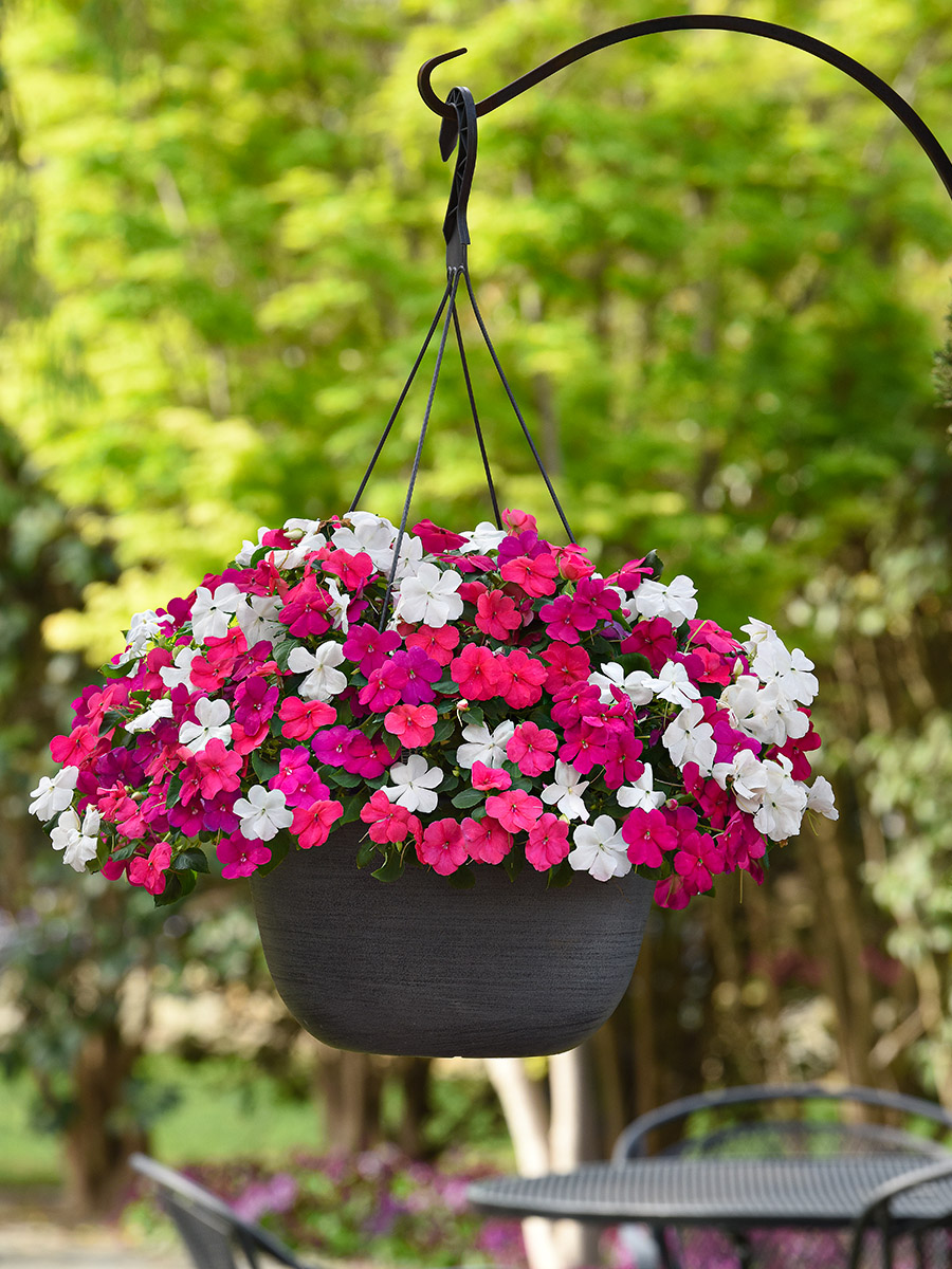 Impatiens Beacon hanging mix