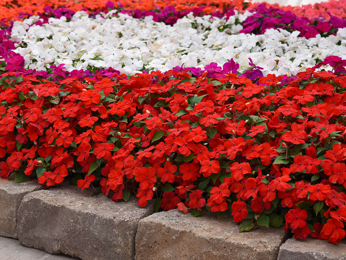 Impatiens Beacon red and white