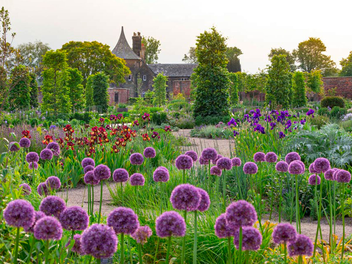 RHS Bridgewater Allium Garden