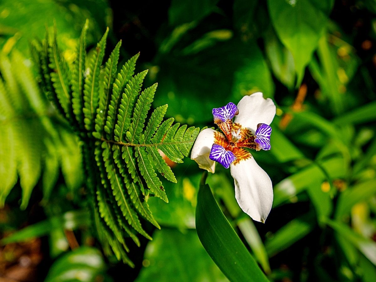 National Rainforest Day celebrates our forests sustainability