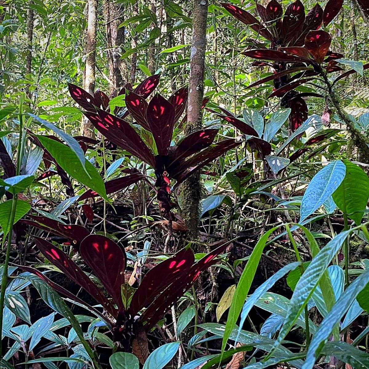 National Rainforest Day celebrates our forests sustainability