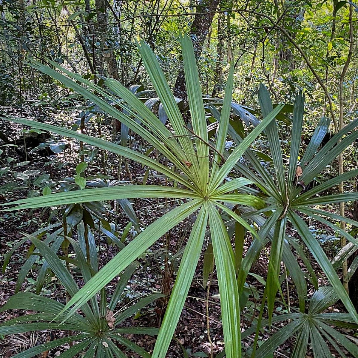 National Rainforest Day celebrates our forests sustainability