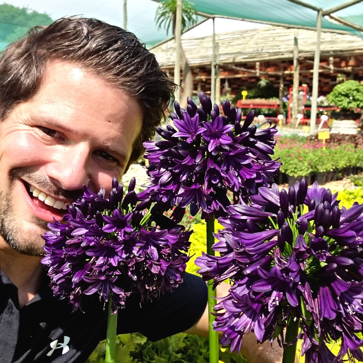 Agapanthus Blackjack plant of the year 2023