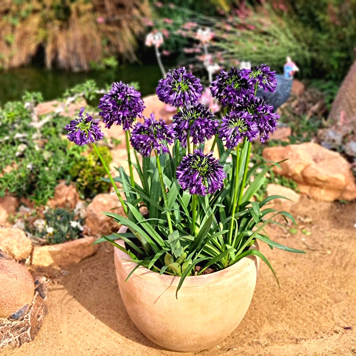 Agapanthus Blackjack or the Blackjack flower in pot