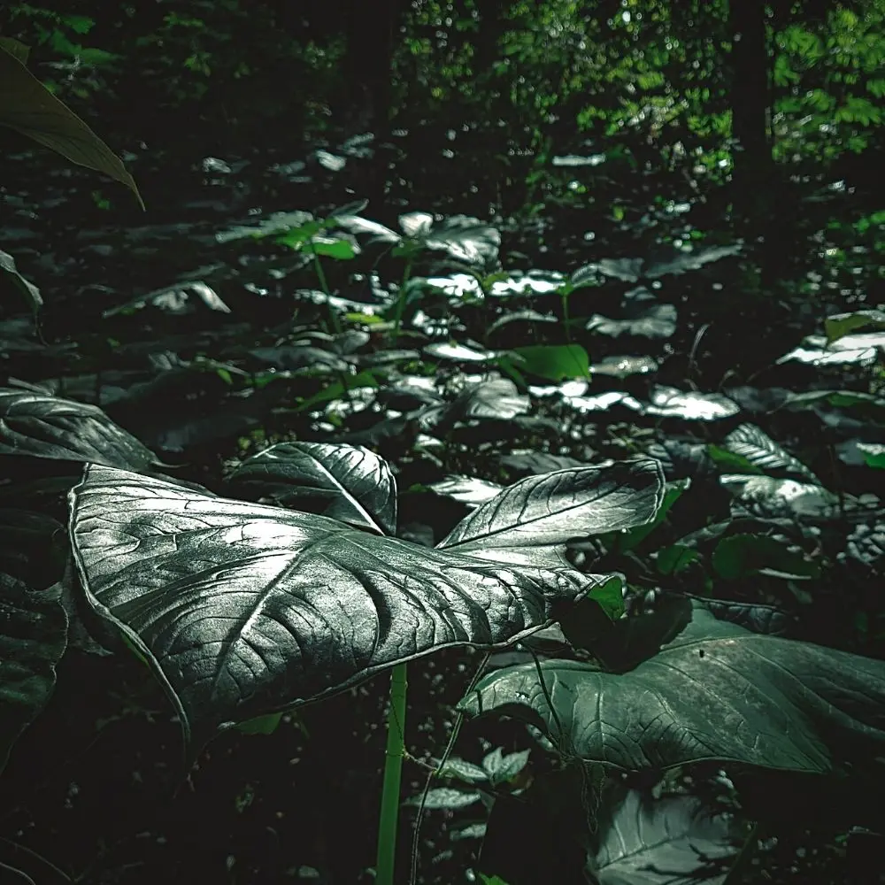 World Rainforest Day