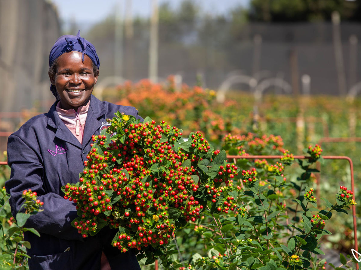 Marginpar Kenya hypericum harvest