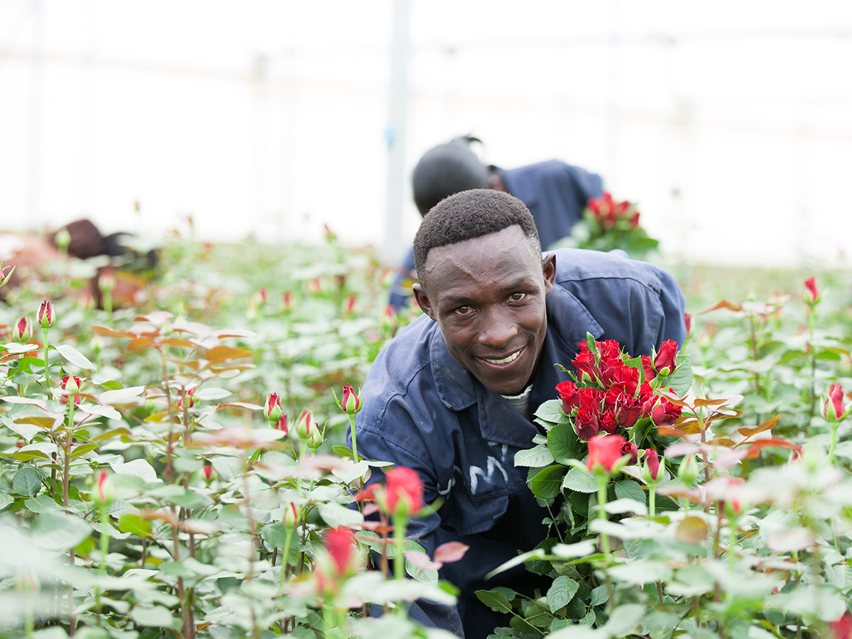 Sian Flowers Kenya rose worker