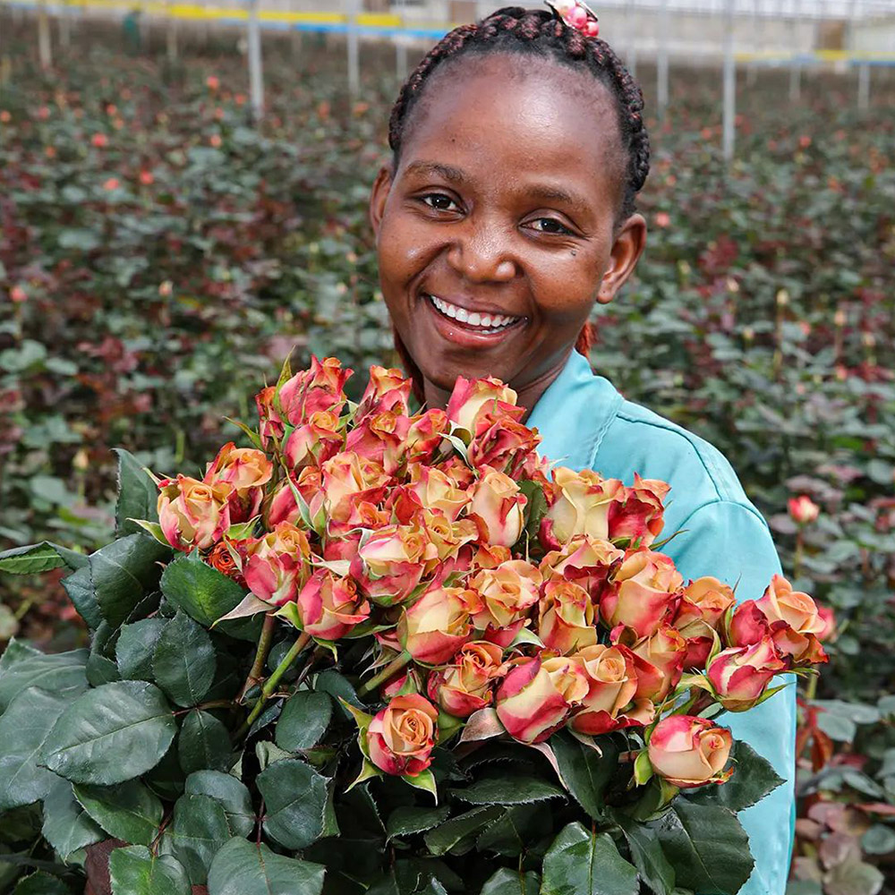 Black Tulip Group Kenya rose harvest
