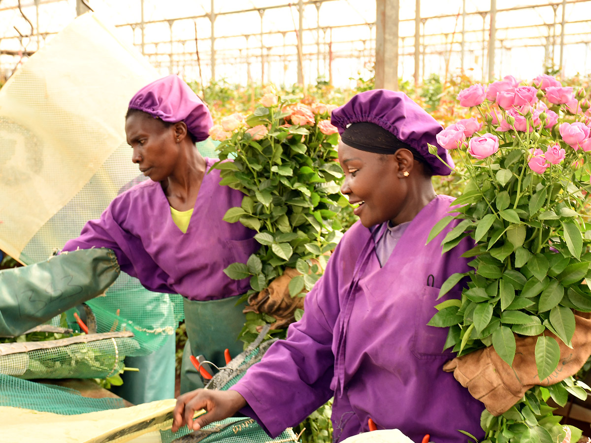 Two Kenyan women packing pink spray roses