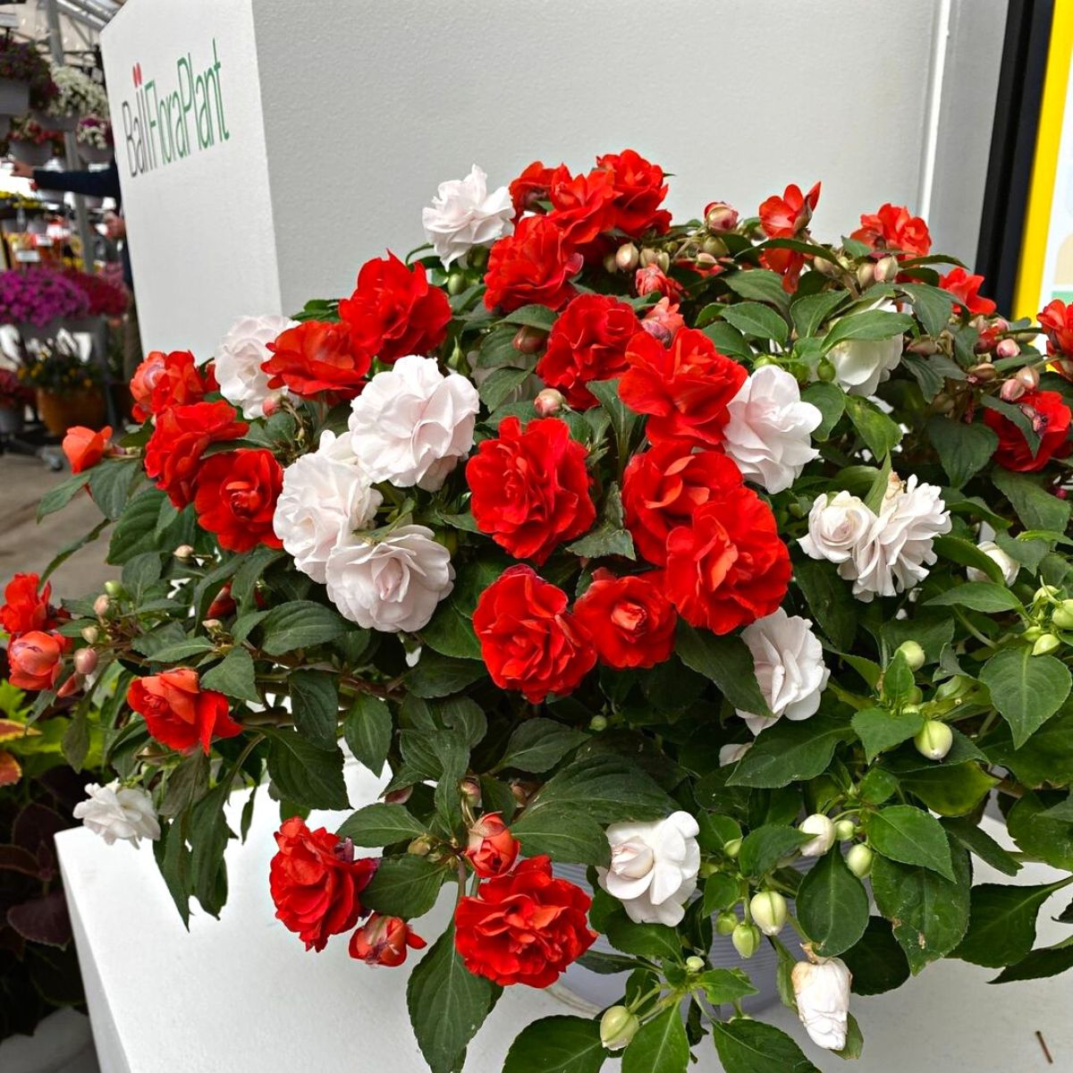 Double impatiens glimmer series in red and white