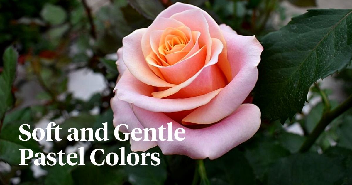 Pastel colors for your floral arrangements