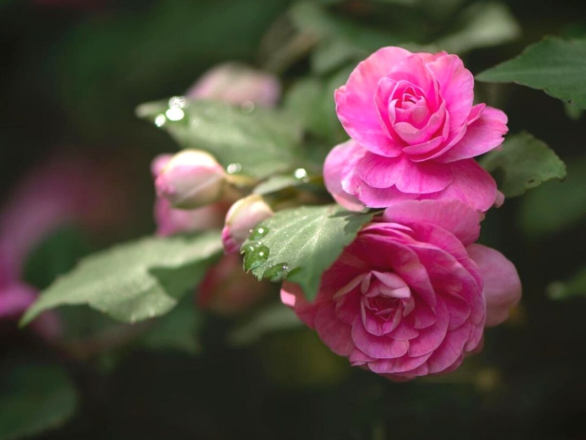 Impatiens Walleriana - Glimmer hot pink 