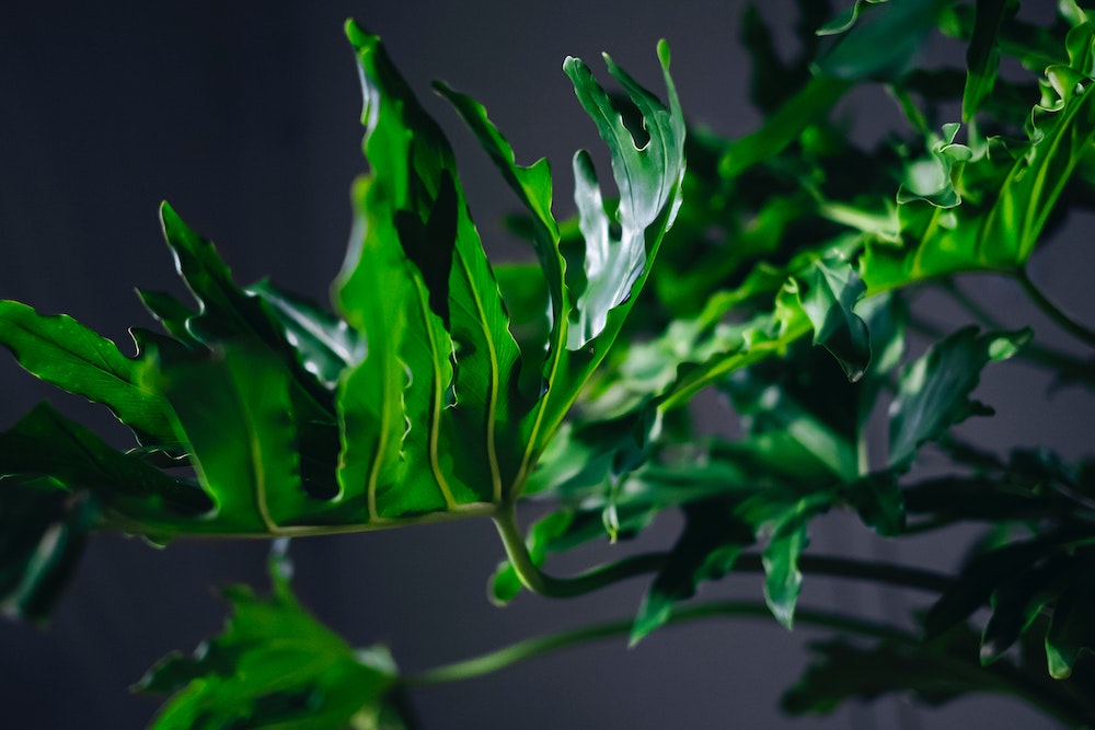 Philodendron Bipinnatifidum - An Easy to Care For Statement Plant Care Guide