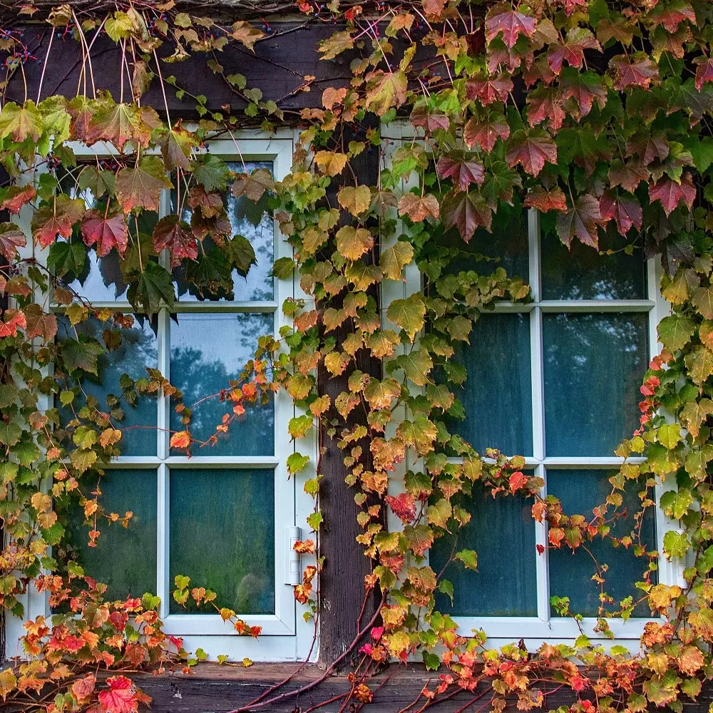 Pros and Cons of Planting Vines