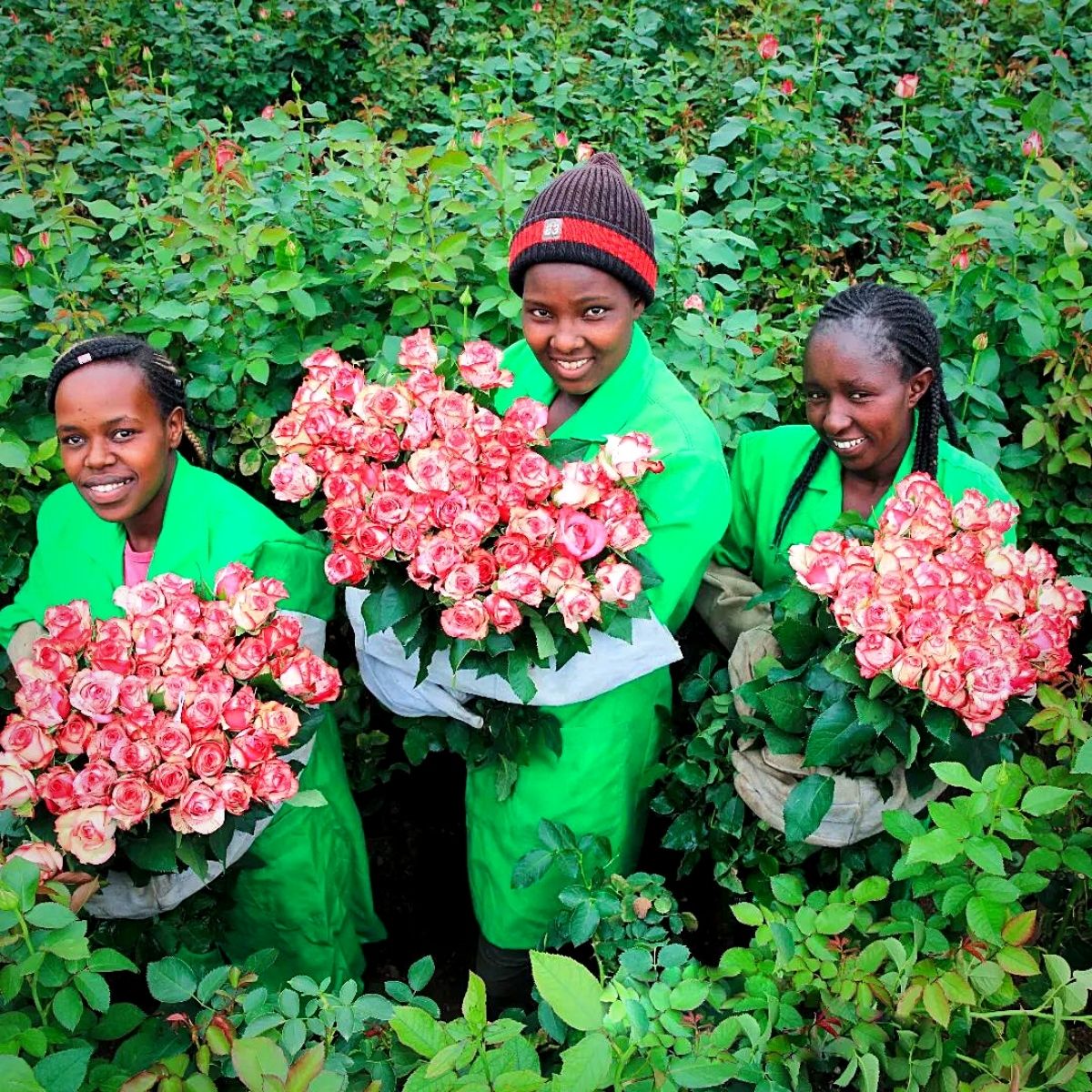  Black Tulip Group Flower Production