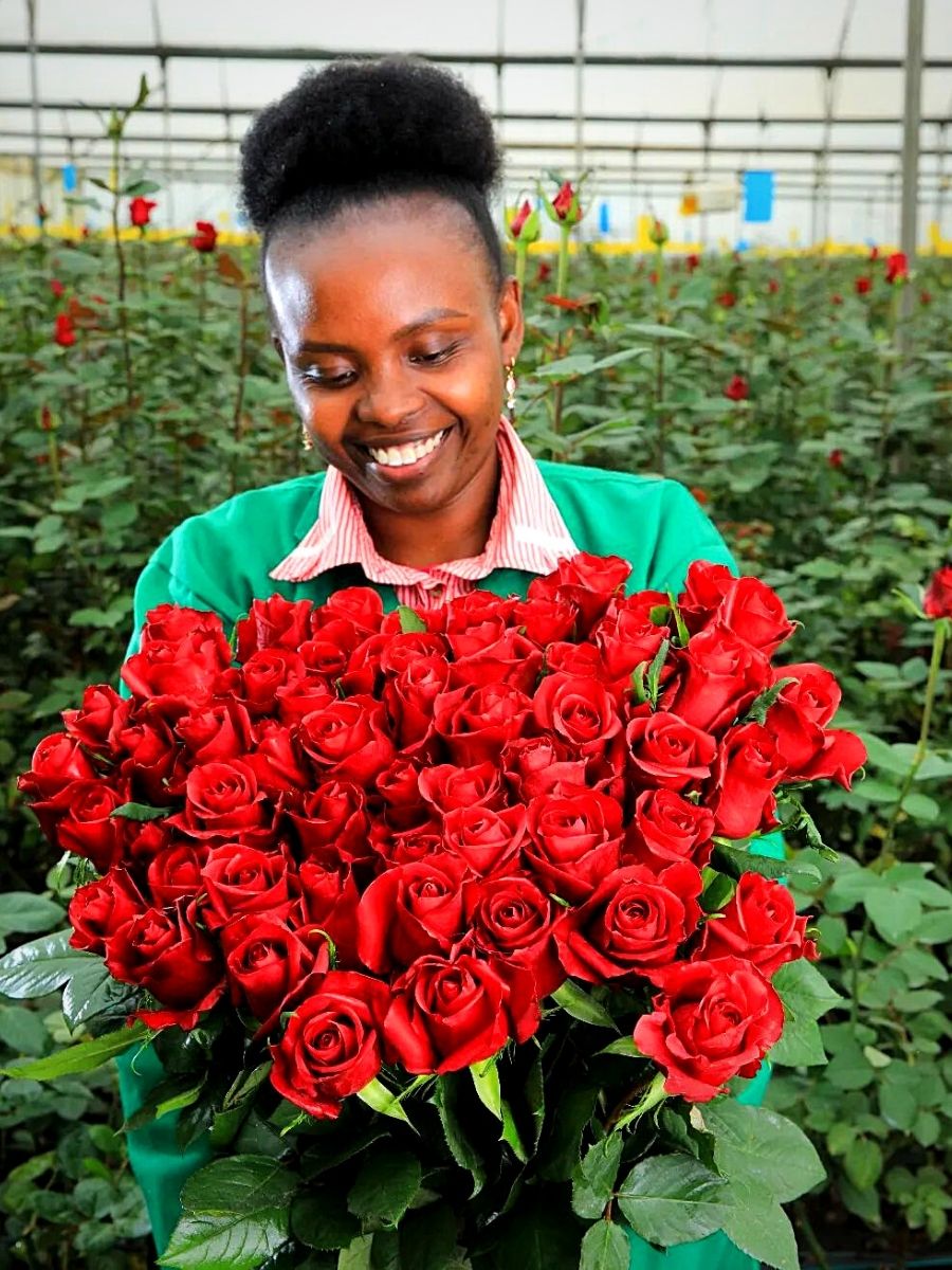 Black Tulip Group Flower Farms Red Roses