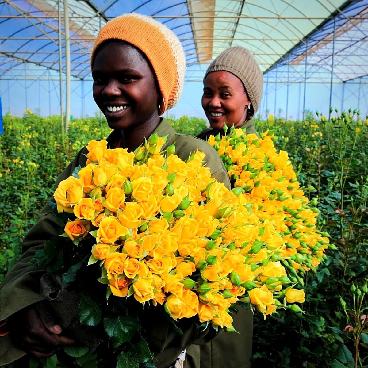 Yellow Spray Roses from Black Tulip Group Batian Flowers Ltd