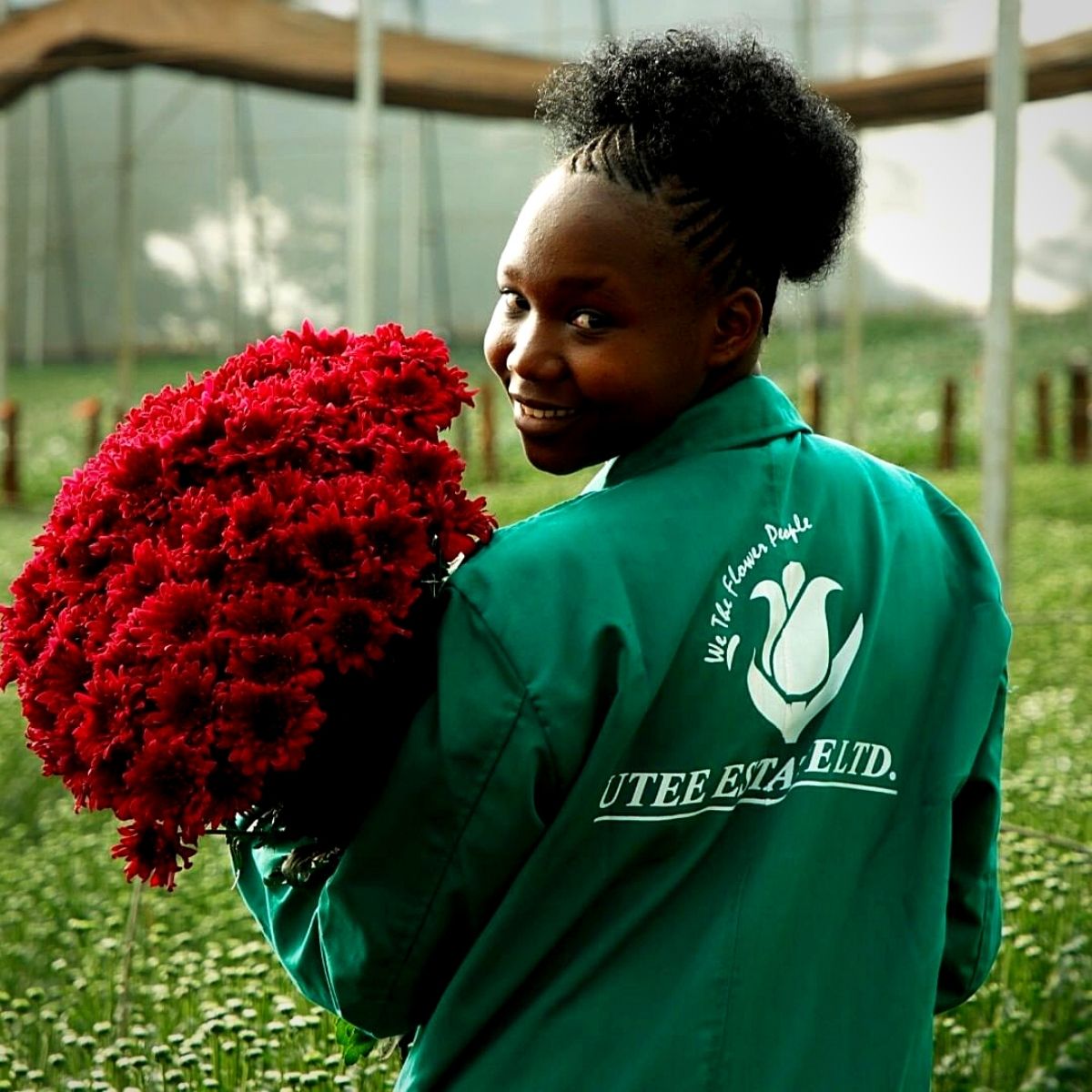 Red Chrysanthemums at Black Tulip Group Utee Estate Ltd