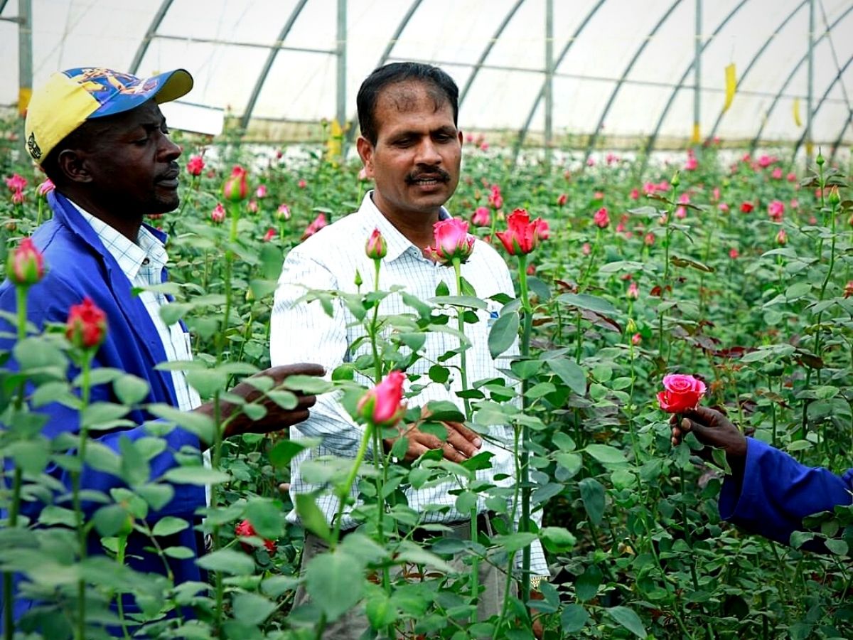 Roses grown at a Black Tulip Group farm 