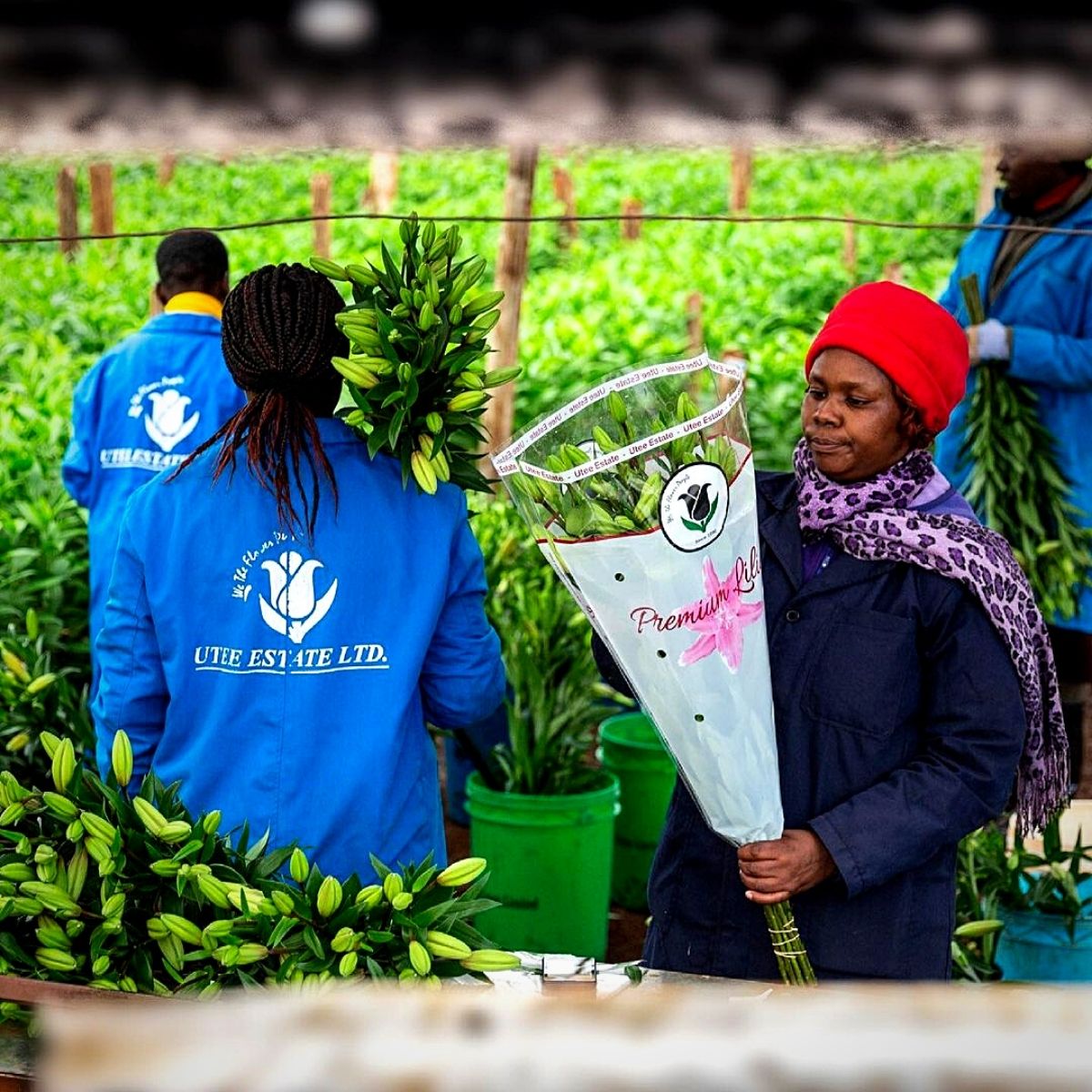 Oriental and Asiatic Lilies at Black Tulip Group Utee Estate Farm