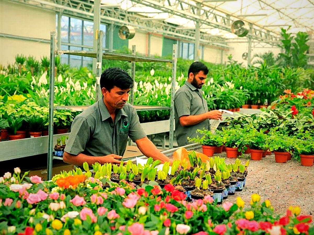 Black Tulip Group also supplies indoor and outdoor plants