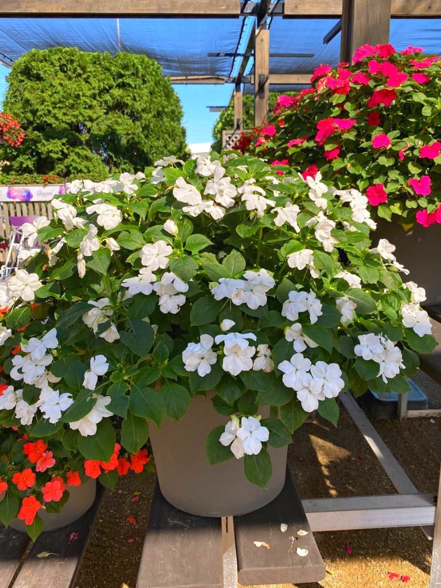 Impatiens Walleriana Beacon white