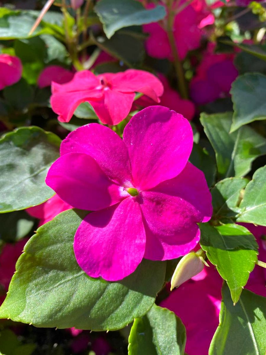 Impatiens Walleriana Beacon violet shades