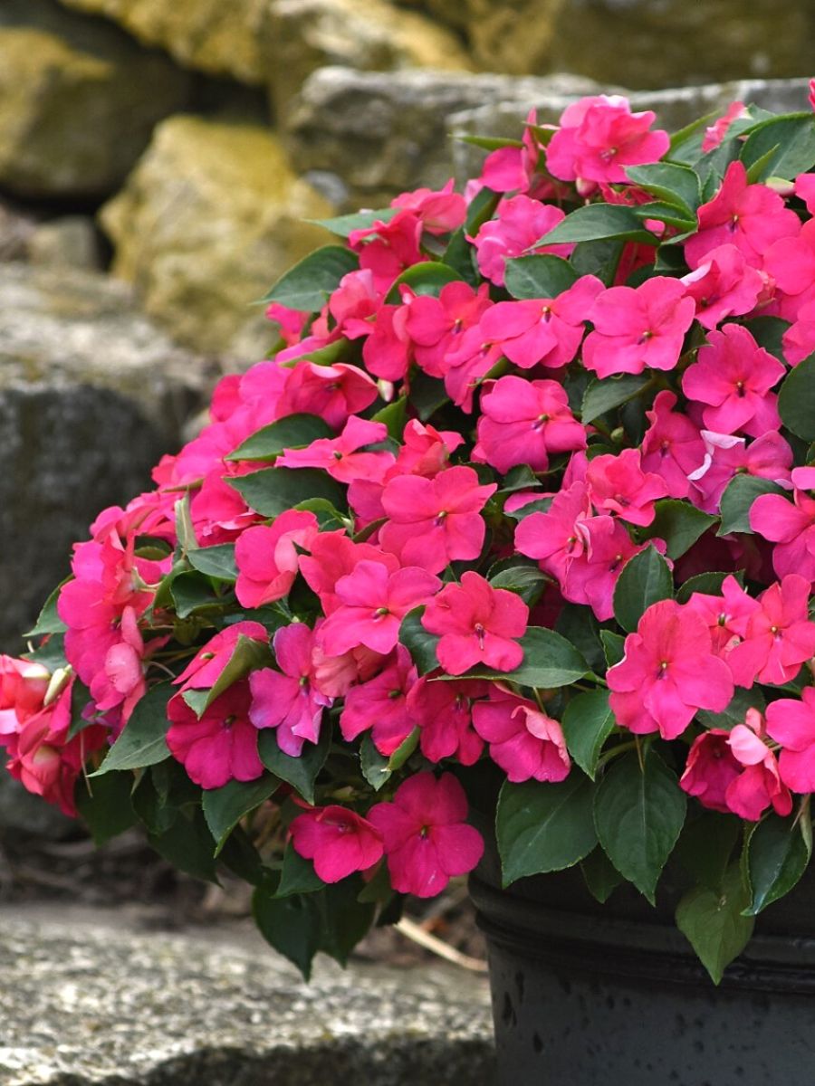 Impatiens Walleriana Beacon Rose