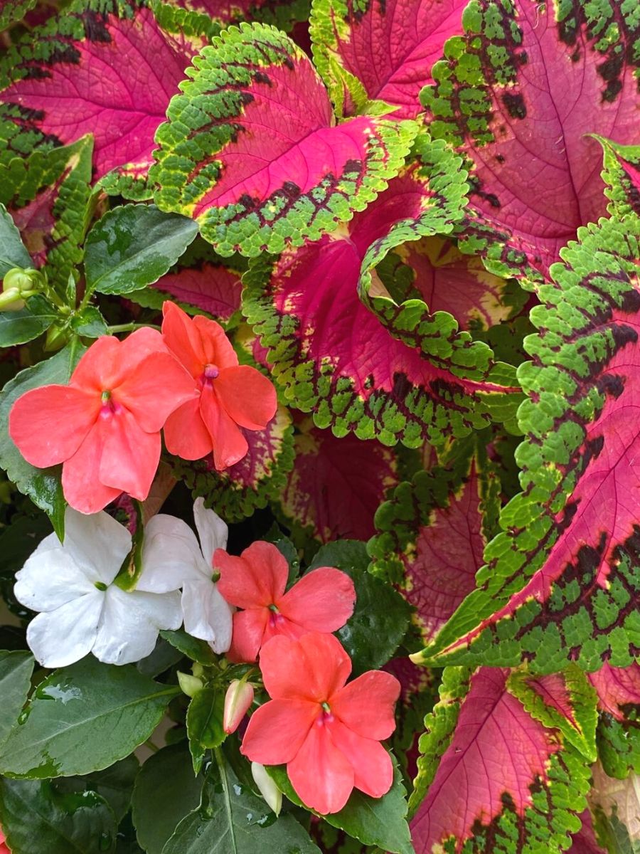 The Impatiens Beacon Series Enhances Outdoor Spaces