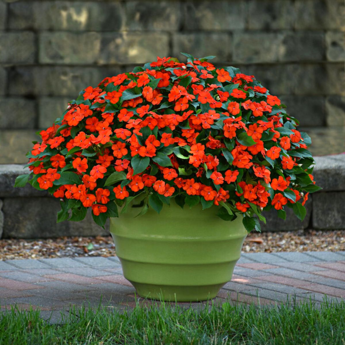 Impatiens Walleriana Beacon in red