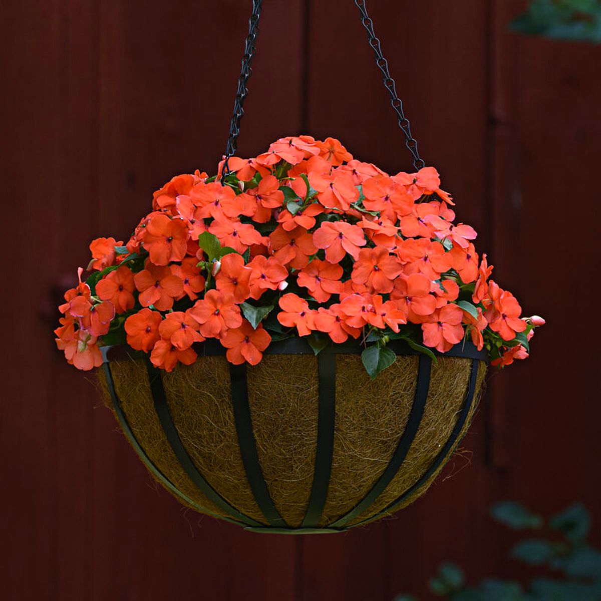 Impatiens Walleriana Beacon Salmon in hanging basket