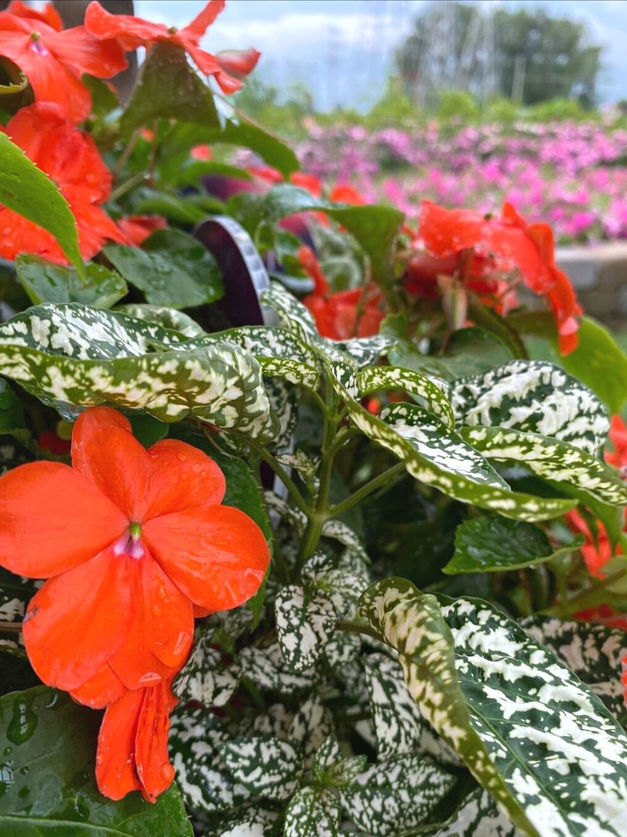 Impatiens Walleriana Beacon Orange