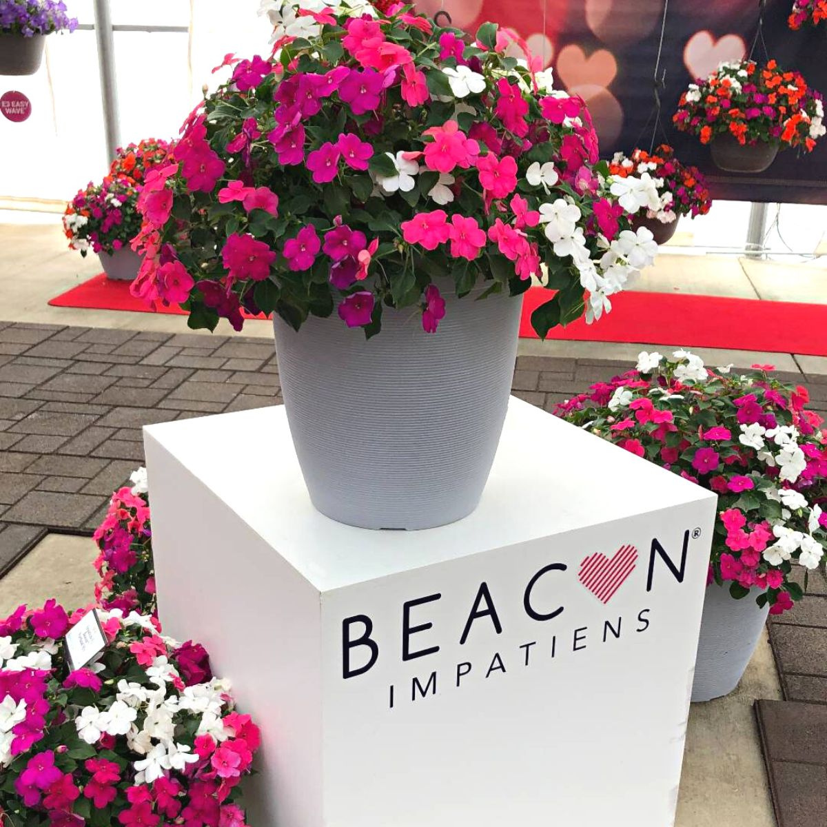 Beacon Impatiens varieties