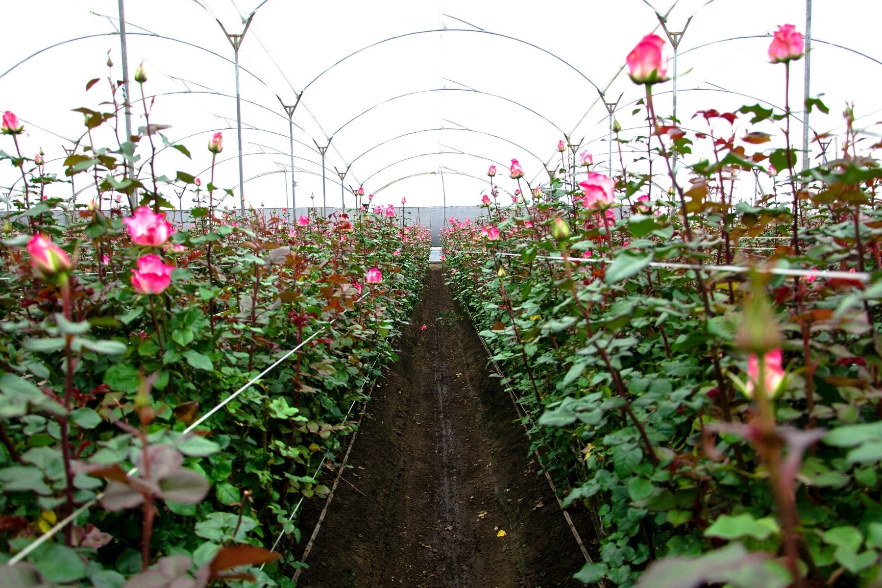 Meet Maryluz Naranjo from Naranjo Roses - Article on Thursd (5)