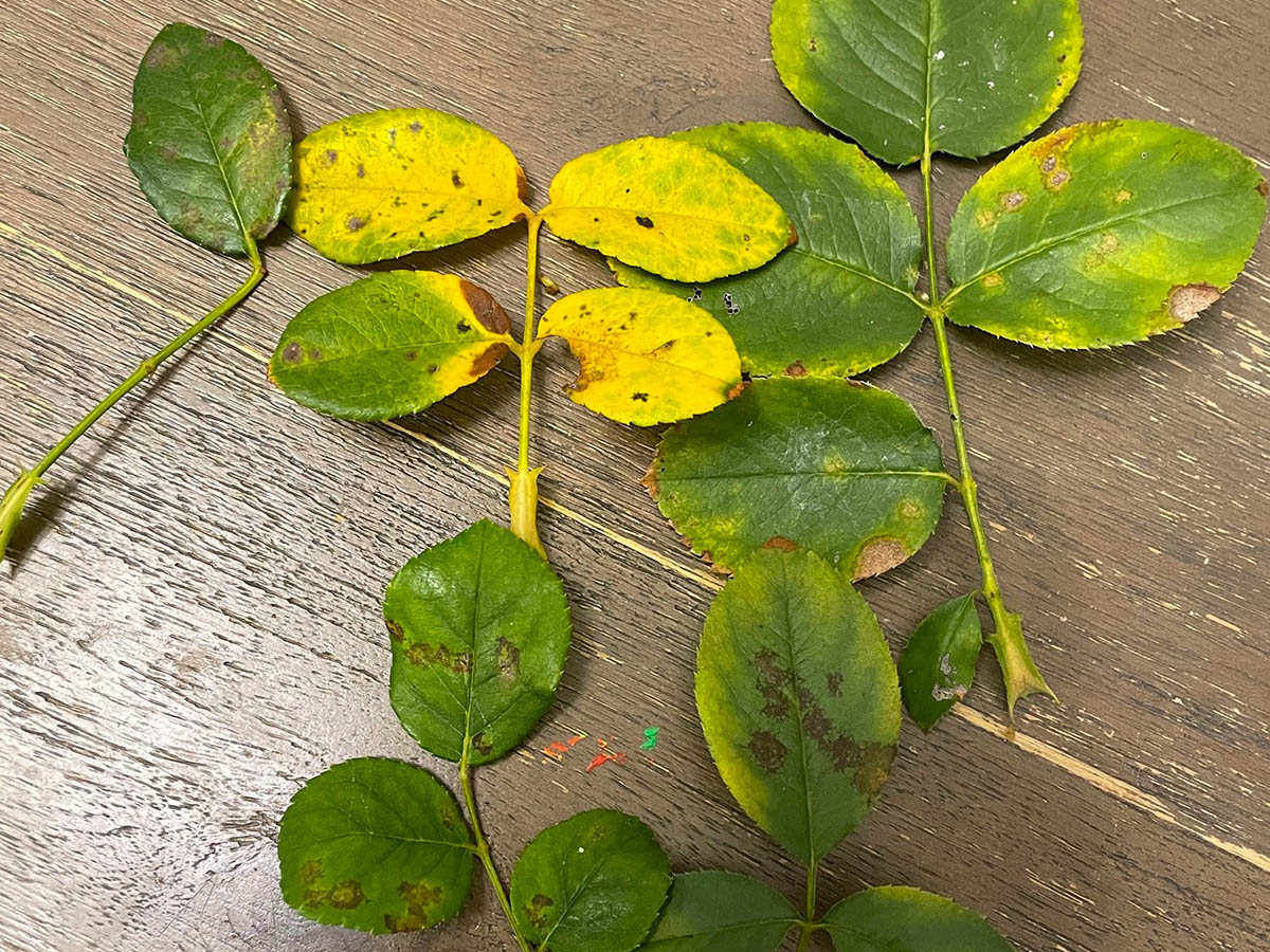 Mildew on Rose leaves