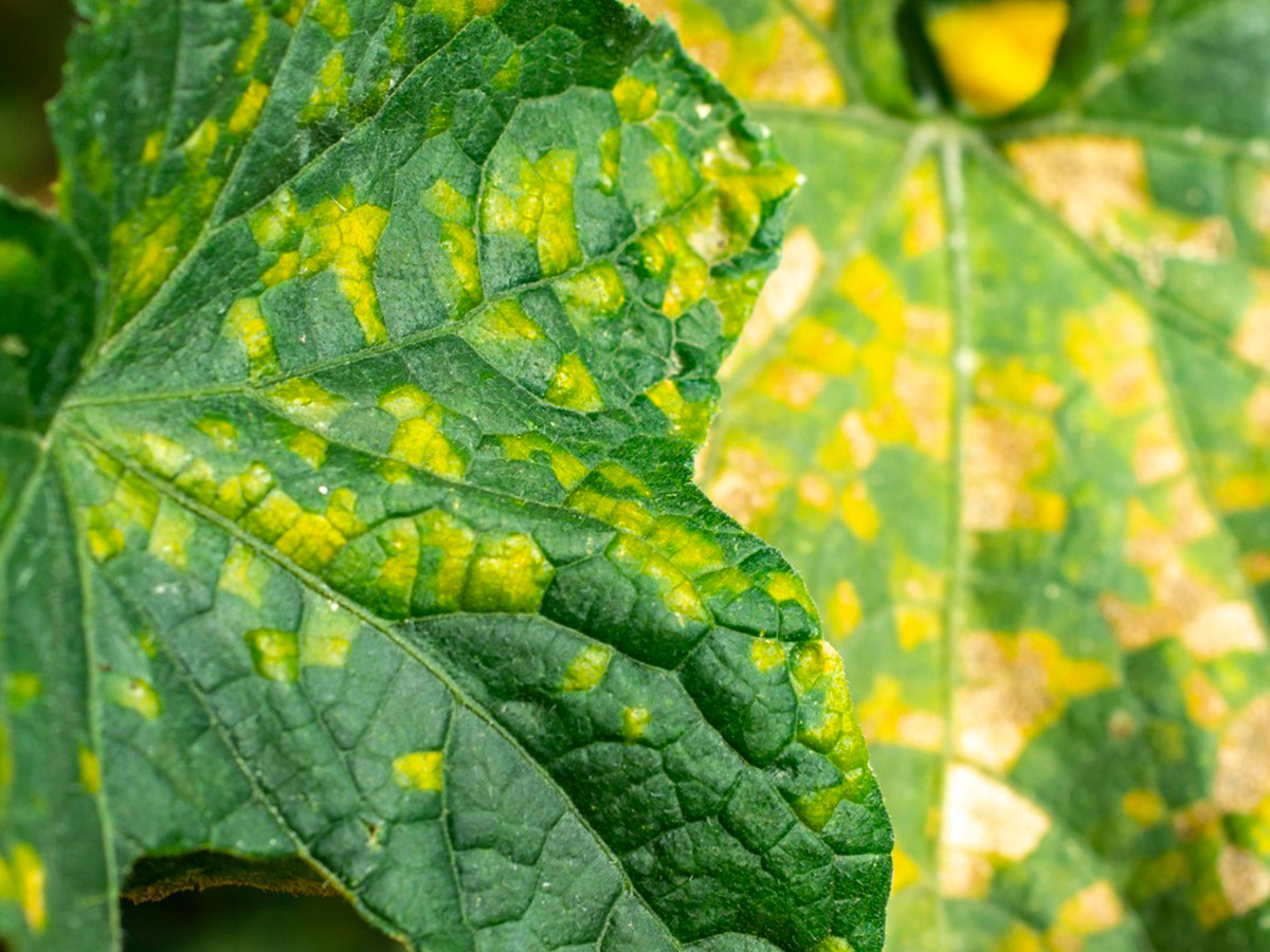 Downy mildew on vegetables