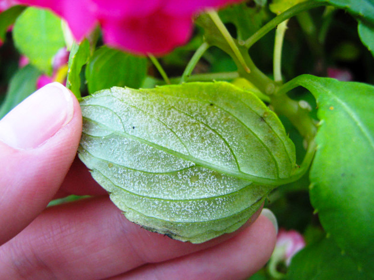 Downy Mildew on Impatiens 