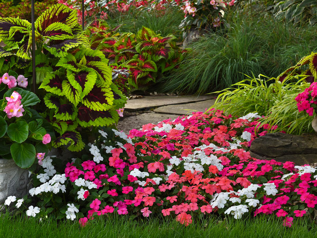 Impatiens Beacon in the shade