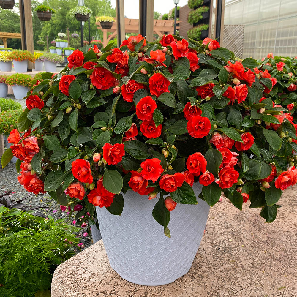 Impatiens Glimmer Bright Red in a pot