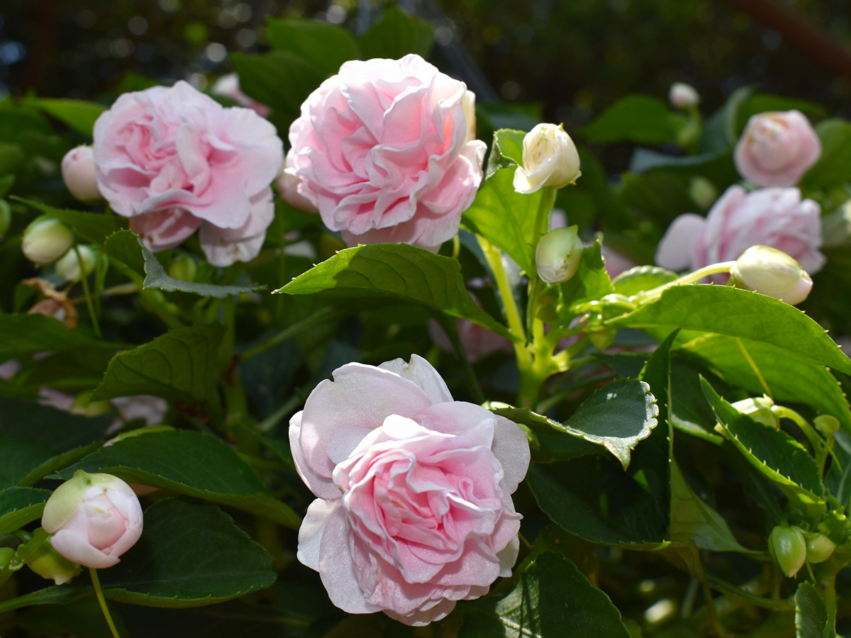 Impatiens Glimmer Appleblossom