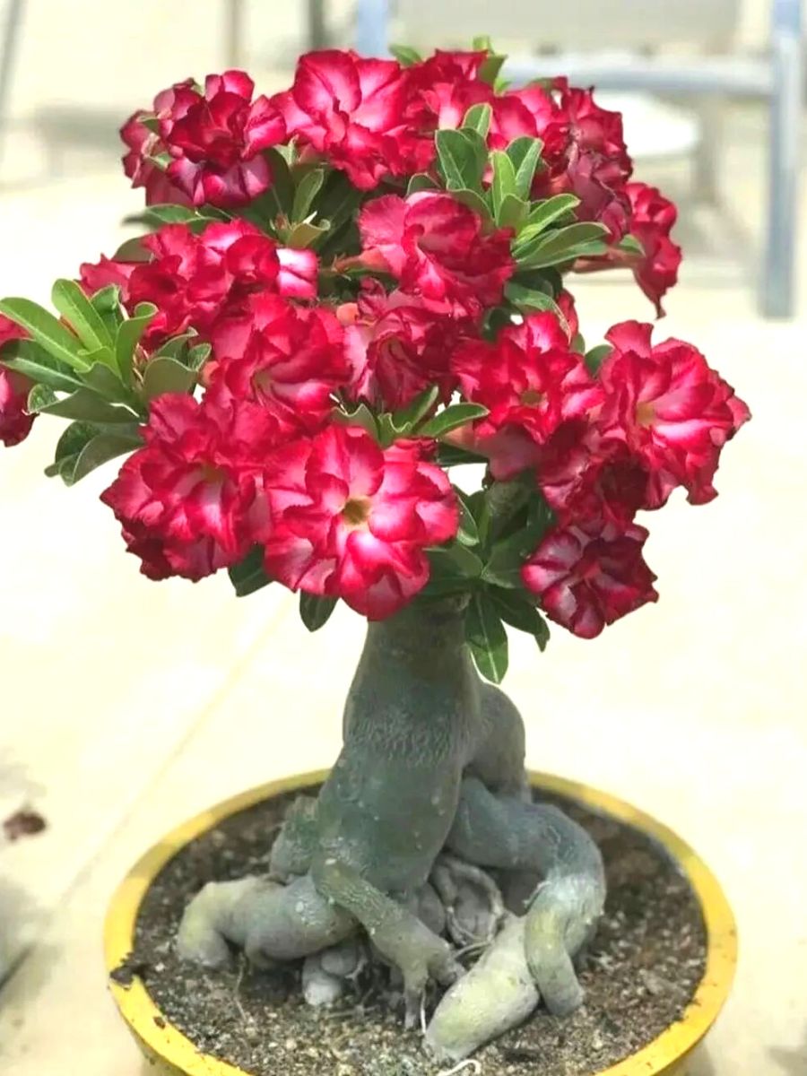 Desert Rose caudex plant