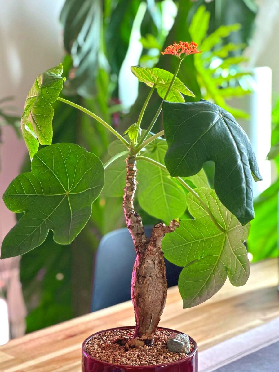 Buddha Belly Plant Jatropha Podagrica