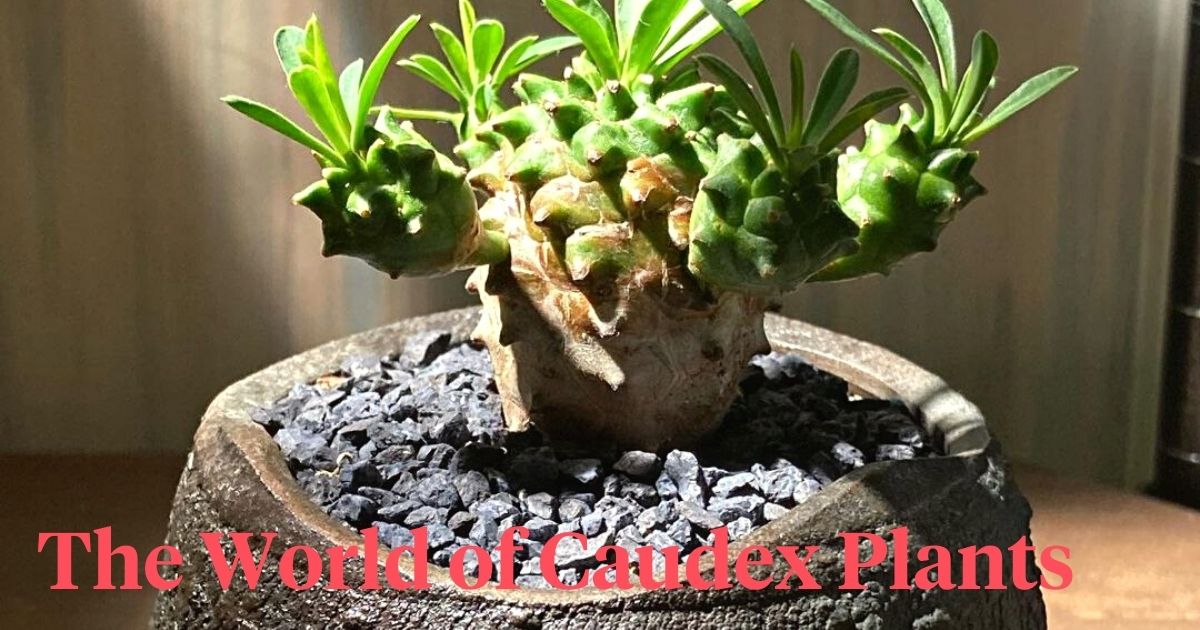 The world of caudex plants header