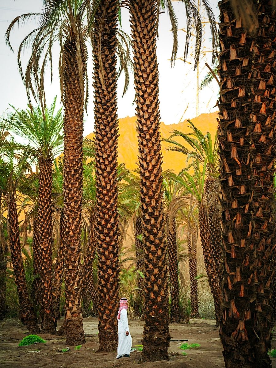 Palms represents resilience and victory in the Quran