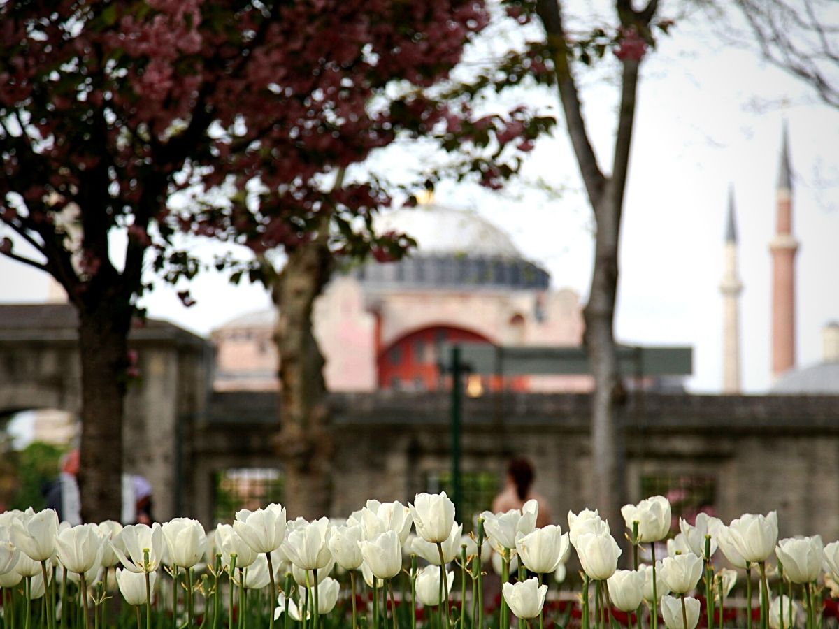 Tulip is a representation of abundance and gratitude in the Quran.