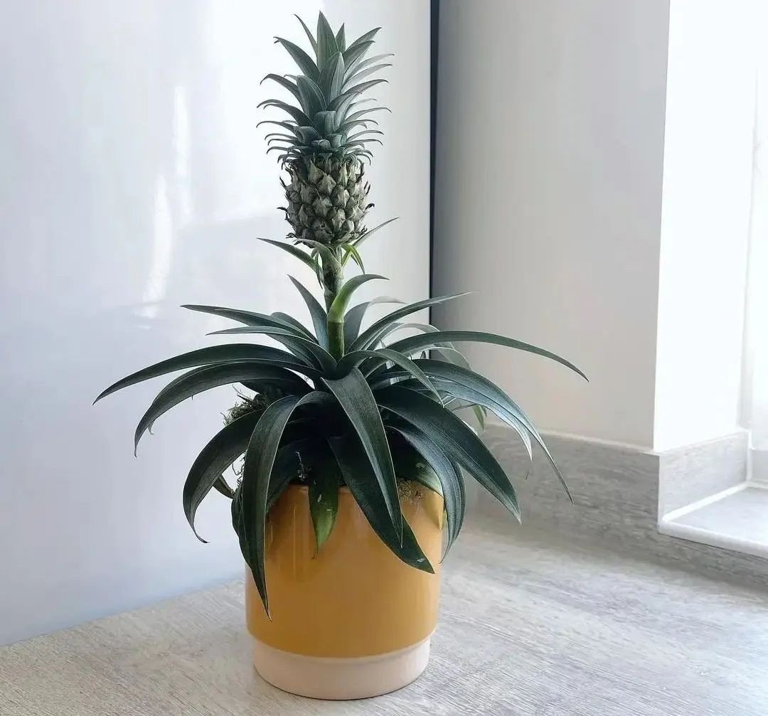 burle marx plant 4