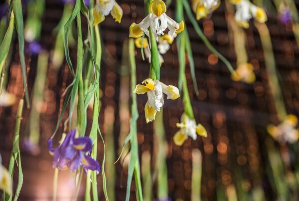 The Iris in a Sculptural and Painterly Fashion - rebecca louise law - iris exhibition - dried irisses - on thursd