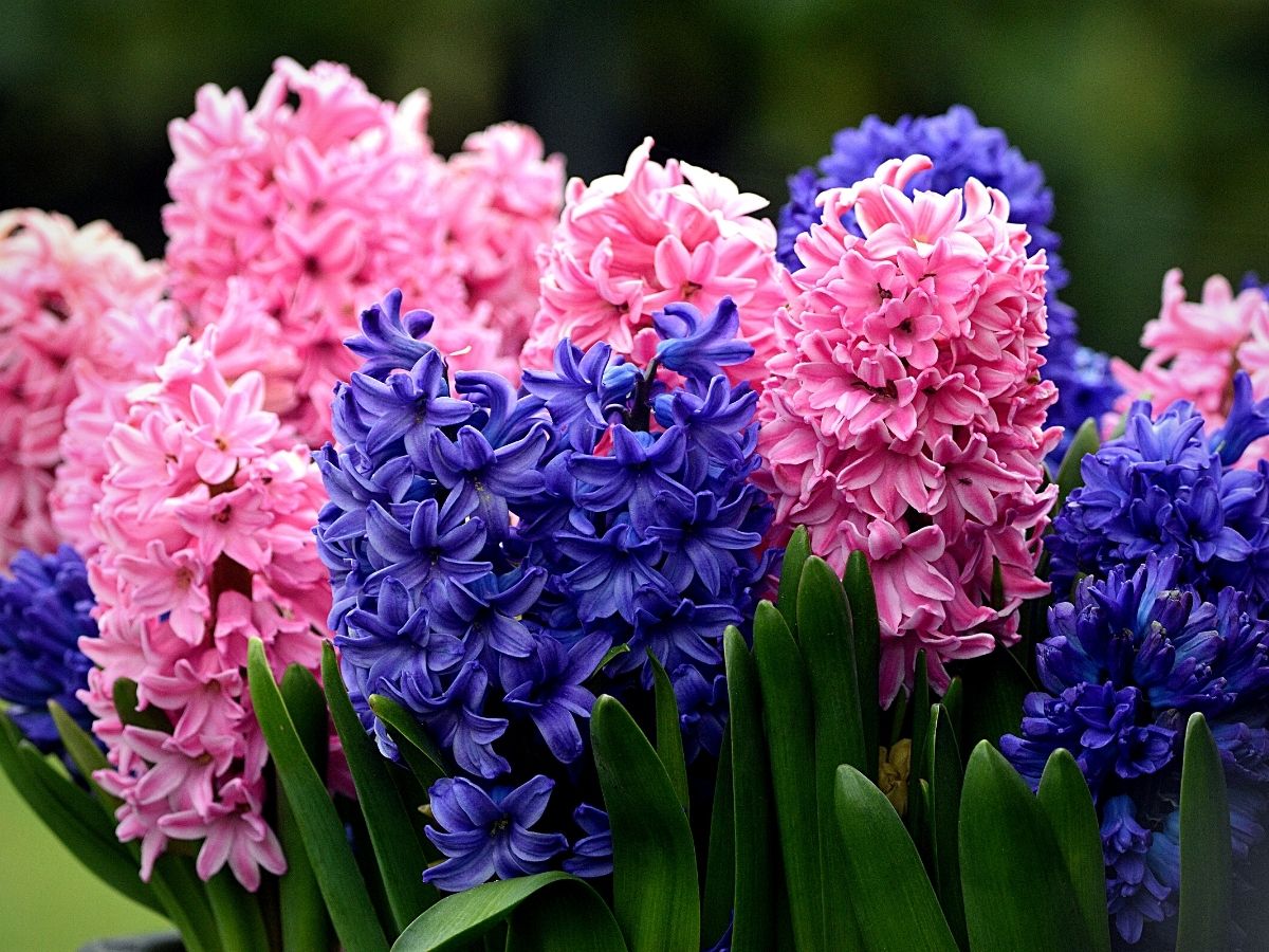 Wonderful World of the Hyacinth Flower