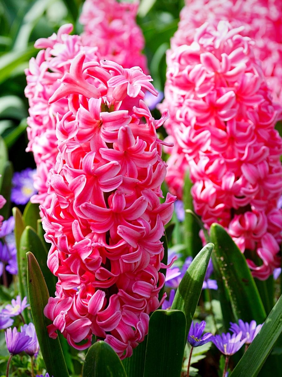 Red hyacinth deals