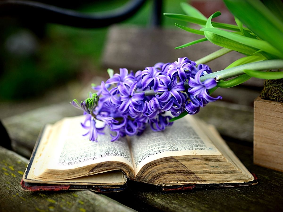 Wonderful World of the Hyacinth Flowers